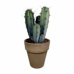 Myrtillocactus - H40cm, ø17cm - Plante D'intérieur Facile D'entretien
