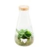 Terrarium Bambino 2 Plantes D'intérieur, D14 X H27cm