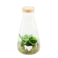 Terrarium Bambino 2 Plantes D'intérieur, D14 X H27cm
