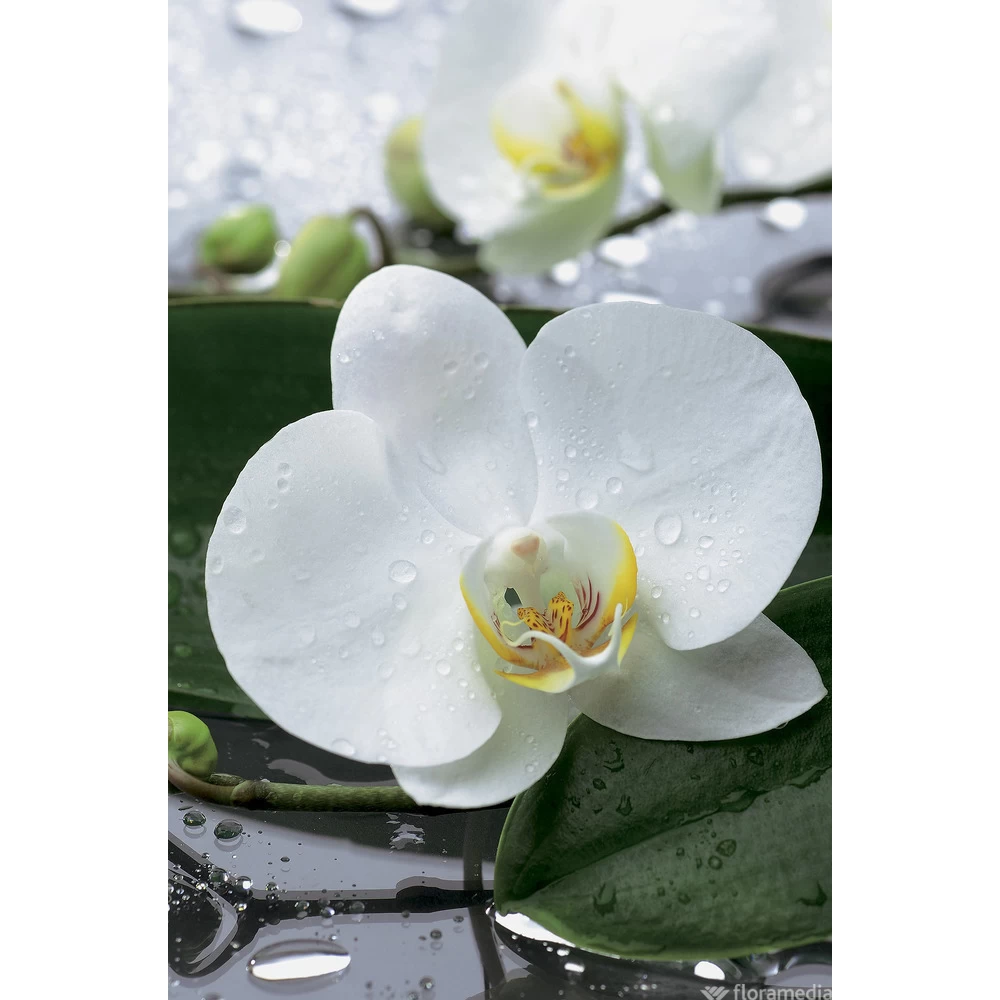 OrchidĂ©e Phalaeonopsis 2 Tiges - Pot D.12 Cm â Image 2