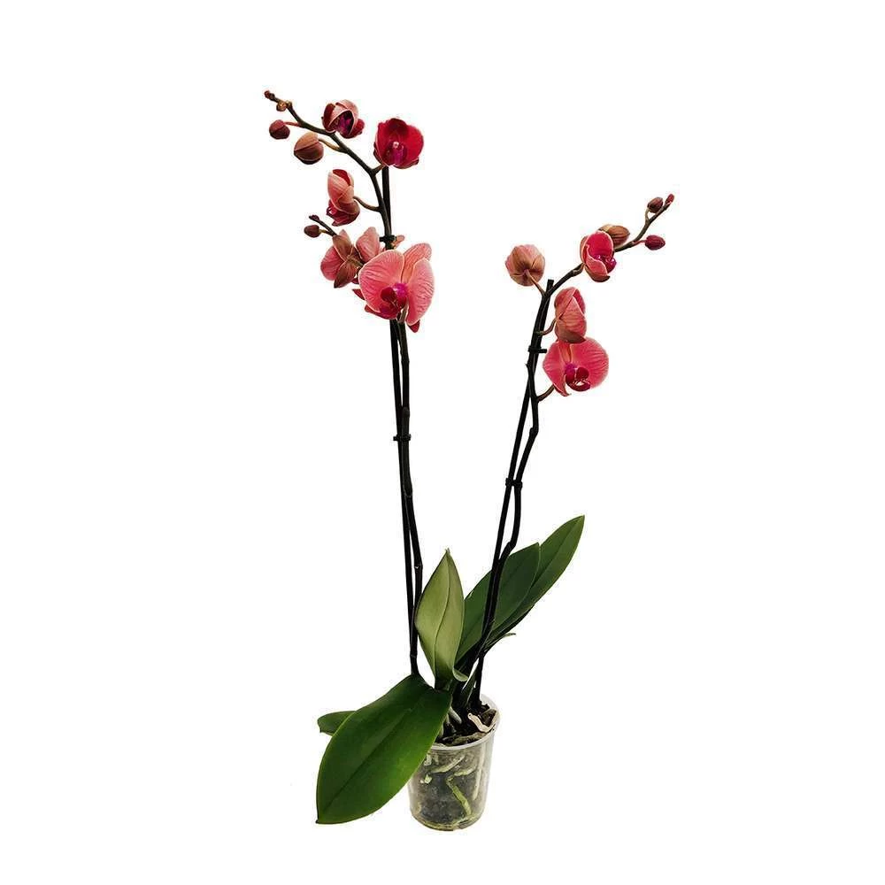 OrchidĂ©e Phalaeonopsis 2 Tiges - Pot D.12 Cm â Image 5