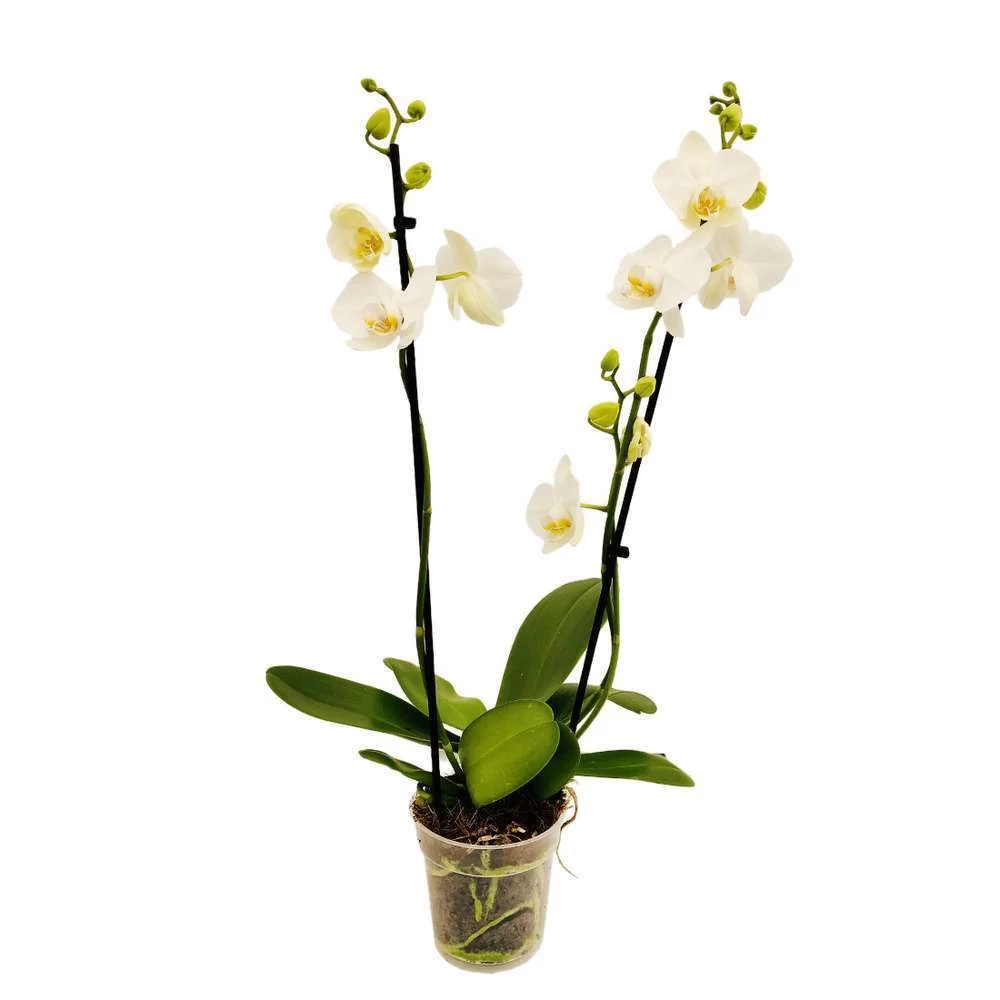 OrchidĂ©e Phalaeonopsis 2 Tiges - Pot D.12 Cm â Image 4