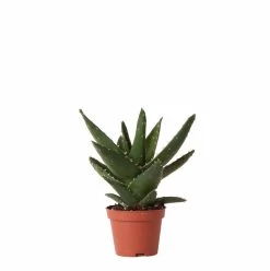 Aloe Brevifolia - H14cm, ø6cm - Plante D'intérieur Facile D'entretien
