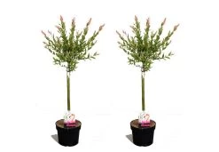Set De 2 Salix Flamingo - Pot ⌀17cm - H.60-80cm (hauteur Pot Incluse)
