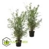 Set De 2 Bamboo "fargesia Nitida Gansu" - Pot ⌀17cm - H50-70cm (hauteur Pot In