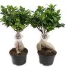 Set De 2 Bonsaï Ficus Ginseng - Pot ⌀12 Cm - H.30-40cm (hauteur Pot Incluse)