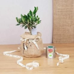 Coffret D'un Olivier, Symbole D'abondance Et Sagesse, Avec Son Huile D'olive Bio