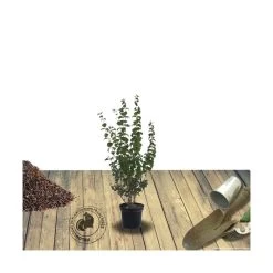 Seringat X Belle Etoile/pot De 4l - 40/60 Cm