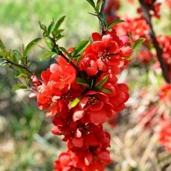 Cognassier Du Japon Mango Storm® 'mincha01'/pot De 3l - 20/40 Cm