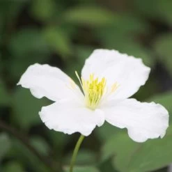 Clématite Montana Spooneri/pot De 3l - Echelle Bambou 60/120 Cm