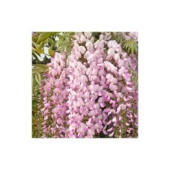 Glycine Du Japon Floribunda Pink Ice/pot De 3l - Echelle Bambou 60/120 Cm