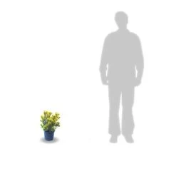 Pin De Montagne Mugo Winter Gold/pot De 3l - 20/40 Cm