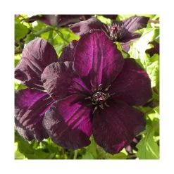 Clématite Viticella Dark Eyes/pot De 3l - Echelle Bambou 60/120 Cm