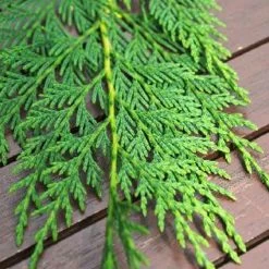 Cyprès De Leyland Leylandii/pot De 5l