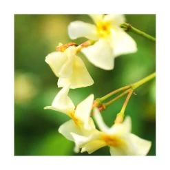 Jasmin étoilé Jasminoïdes Star Of Toscane® 'selbra'/pot De 2l - Tuteut Bambou 90 Cm