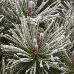 Pin De Montagne Mugo Var. Mughus/pot De 7,5l - 60/80 Cm