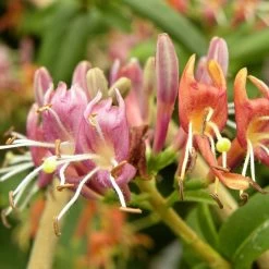 Chèvrefeuille Henryi/pot De 3l - Echelle Bambou 60/120 Cm