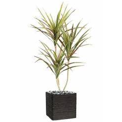 Dracaena Artificiel 3 Troncs En Pot H 190 Cm Vert-rose - Choisissez Votre Hauteu
