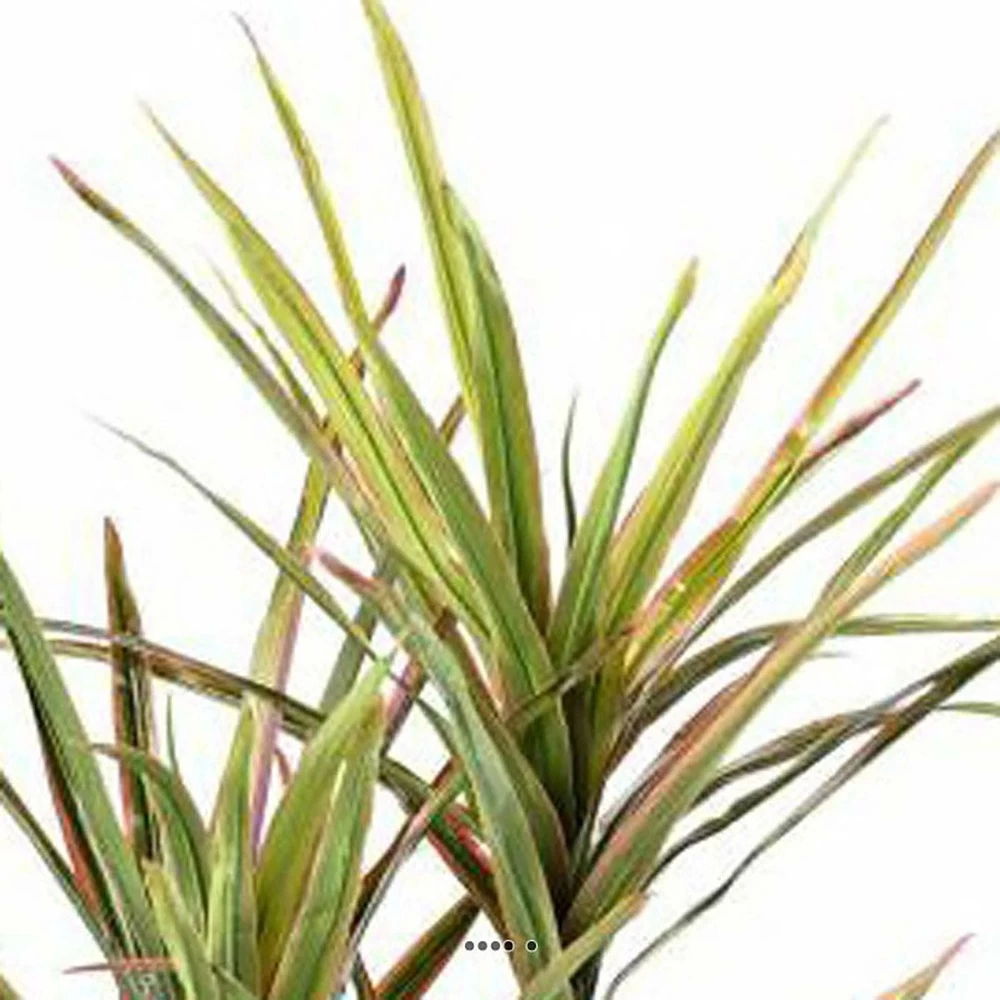 Dracaena Artificiel 3 Troncs En Pot H 140 Cm Vert-rose - Choisissez Votre Hauteu â Image 3