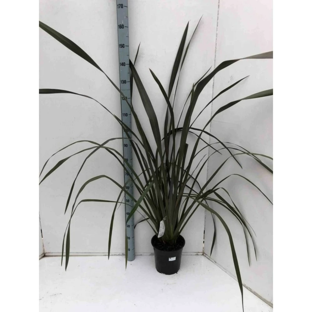Phormium Tenax Var. Purpurea (lin De Nouvelle-zélande) Taille Pot De 2 Litres ? 30/40 Cm - Jaune Et Rouge – Image 2