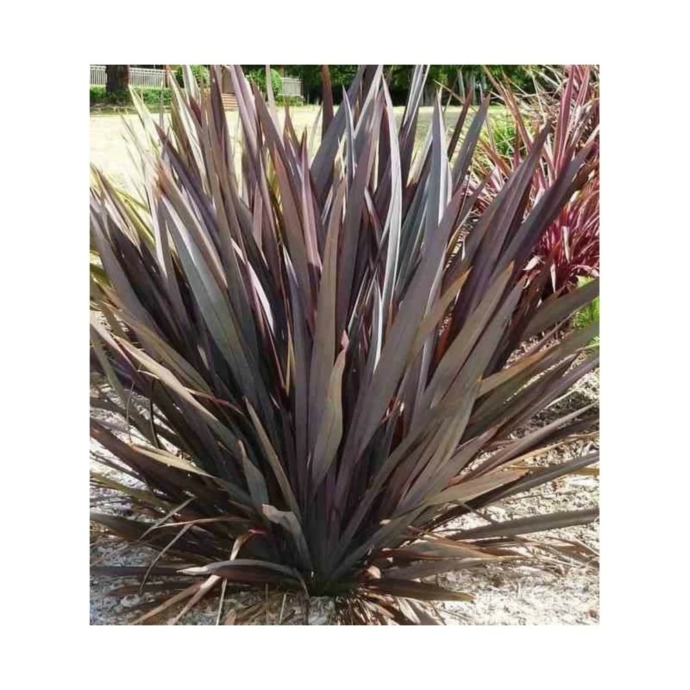 Phormium Tenax Var. Purpurea (lin De Nouvelle-zélande) Taille Pot De 2 Litres ? 30/40 Cm - Jaune Et Rouge – Image 3