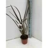Phormium Tenax Var. Purpurea (lin De Nouvelle-zélande) Taille Pot De 2 Litres ? 30/40 Cm - Jaune Et Rouge