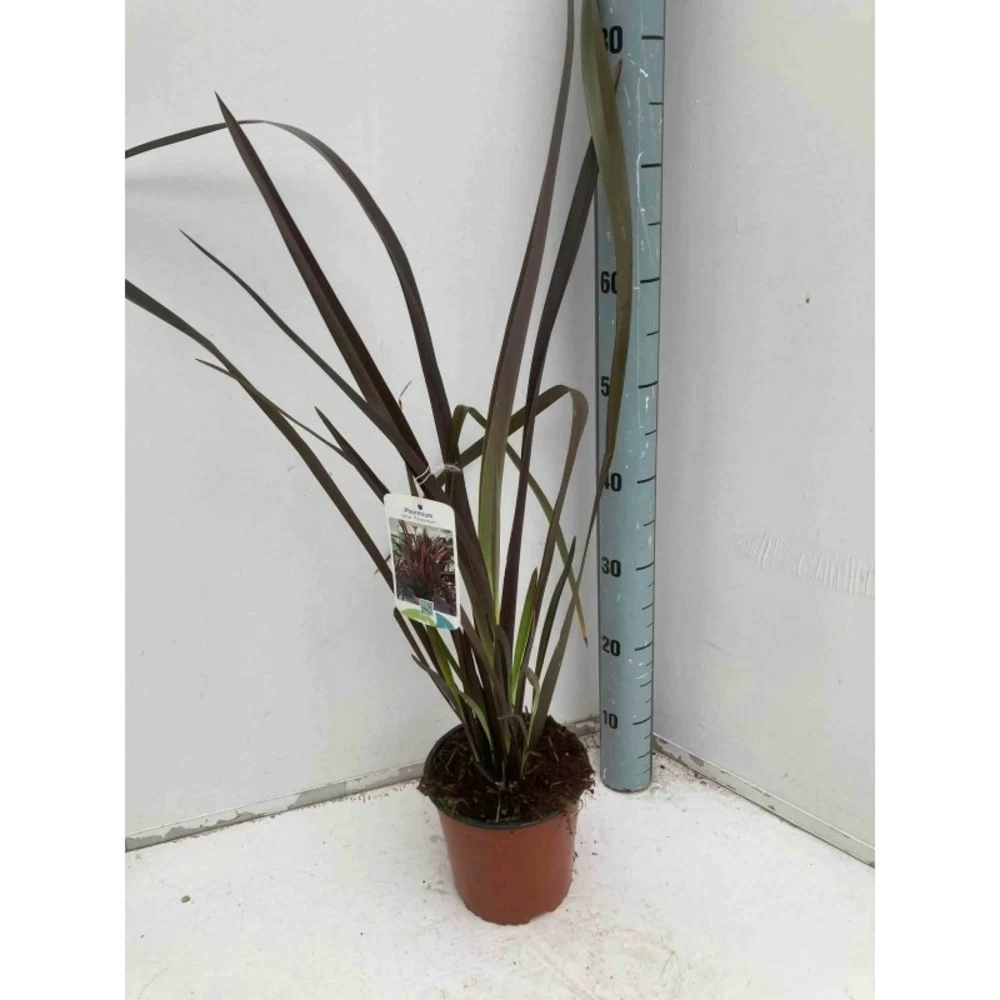 Phormium Tenax Var. Purpurea (lin De Nouvelle-zélande) Taille Pot De 2 Litres ? 30/40 Cm - Jaune Et Rouge