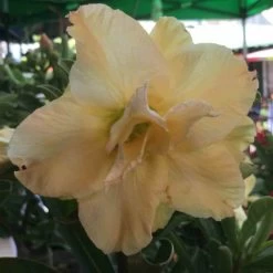 Adenium Obesum Cv.golden Dragon Jaune - Taille Caudex D'environ 2000g 25/30cm Très Gros Caudex
