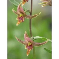 Epipactis Gigantea Taille Pot De 1 Litre - 0/60 Cm - Rouge