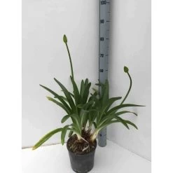 Agapanthus Praecox (agapanthe) Taille Pot De 3 Litres - 30/40cm - Violet