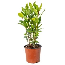 Laurus Nobilis - Laurier De Cuisine - Arbuste - Persistant – ⌀15 Cm - ↕30-45 Cm