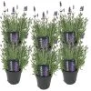 6x Lavandula Angustifolia 'ardèche' - Lavande - Arbuste - Rustique – ⌀12 Cm - ↕20-25 Cm