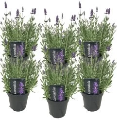 6x Lavandula Angustifolia 'ardèche' - Lavande - Arbuste - Rustique – ⌀12 Cm - ↕20-25 Cm