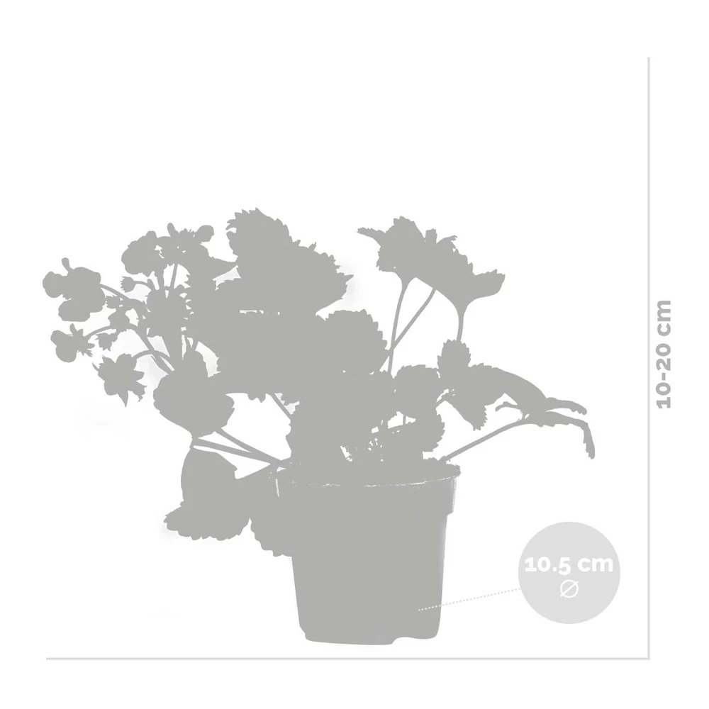 3x Fragaria 'red Summer Breeze' – Fraisier – Entretien Facile – ⌀10,5 Cm - ↕15-20 Cm – Image 3