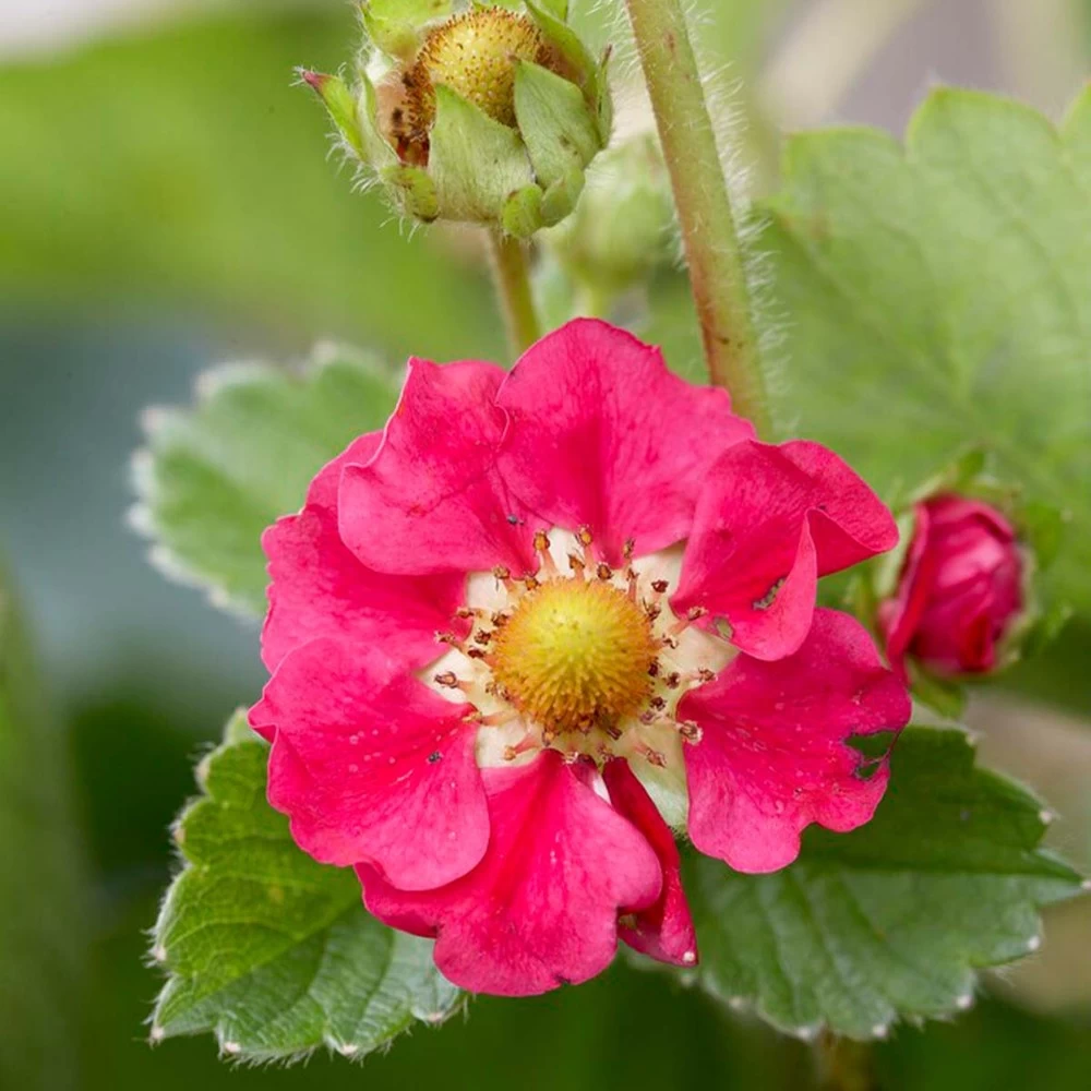 3x Fragaria 'red Summer Breeze' – Fraisier – Entretien Facile – ⌀10,5 Cm - ↕15-20 Cm – Image 4