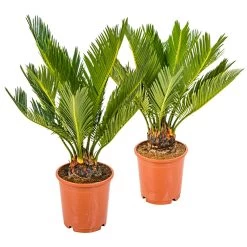 2x Cycas Revoluta – Peace Palm – Palmier – Facile D'entretien - ⌀12 Cm - ↕30-40 Cm