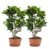 2x Ficus Microcarpa 'ginseng' En Forme De S – Bonsaï – Plante D'intérieur – ⌀22 Cm - ↕60-70 Cm
