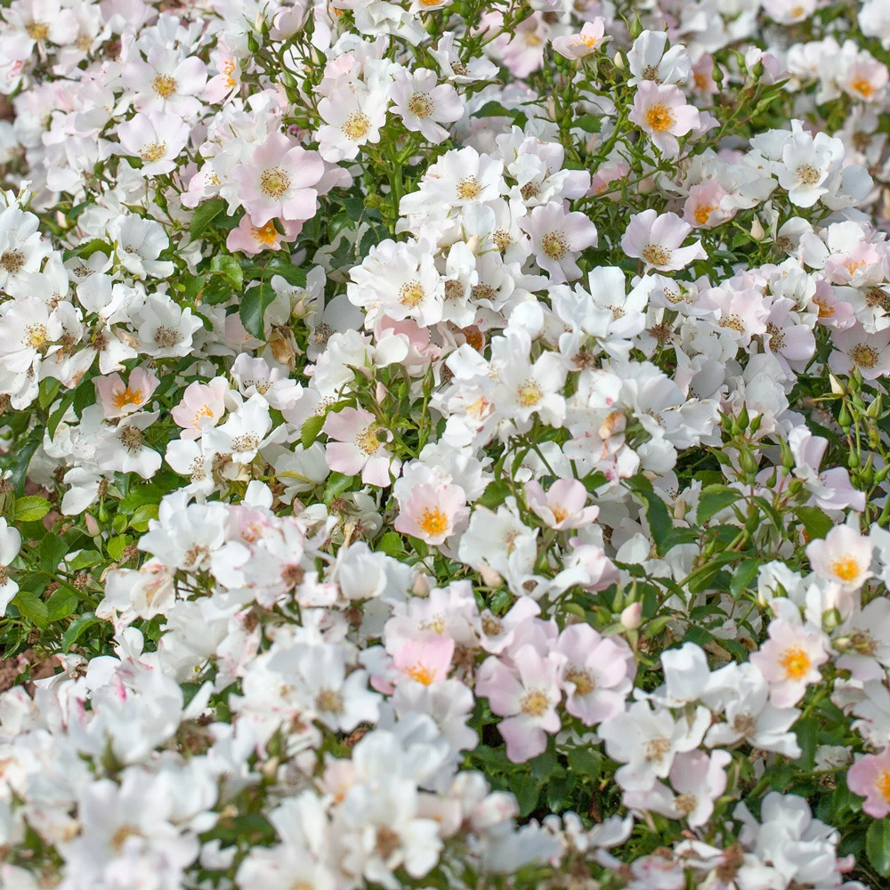 Rosier Champs Elysees Âź Meiplumty Le Pot De 2l