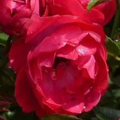 Rosier Miniature 'fêtes Des Mères' -