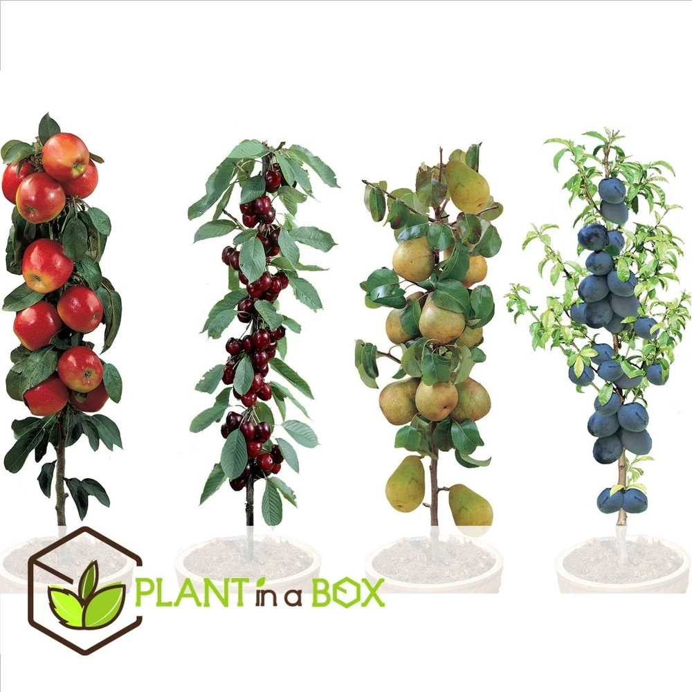 Assorti De 4 Arbres Fruitiers - Pot ⌀9cm - H.60-70cm (hauteur Pot Incluse) – Image 2