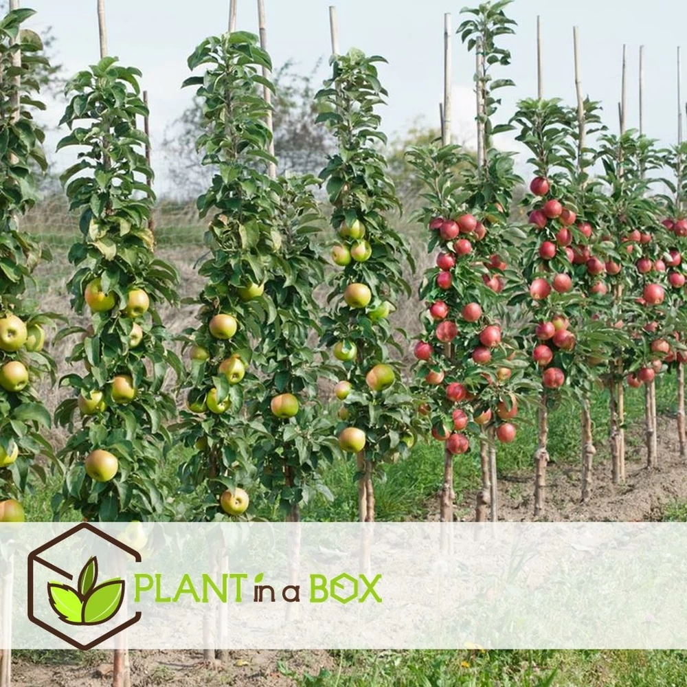 Assorti De 4 Arbres Fruitiers - Pot ⌀9cm - H.60-70cm (hauteur Pot Incluse) – Image 3