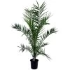 Phoenix Canariensis - Palmier Dattier - Pot 19cm - Hauteur 80-100cm
