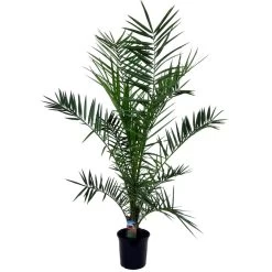 Phoenix Canariensis - Palmier Dattier - Pot 19cm - Hauteur 80-100cm