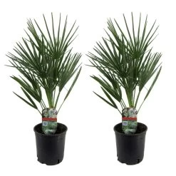 Chamaerops Humilis - Set De 2 - Palmier - Pot 15cm - Hauteur 50-60cm