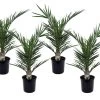 Phoenix Canariensis - Set De 4 - Palmier Dattier - Pot 15cm - Hauteur 50-60cm