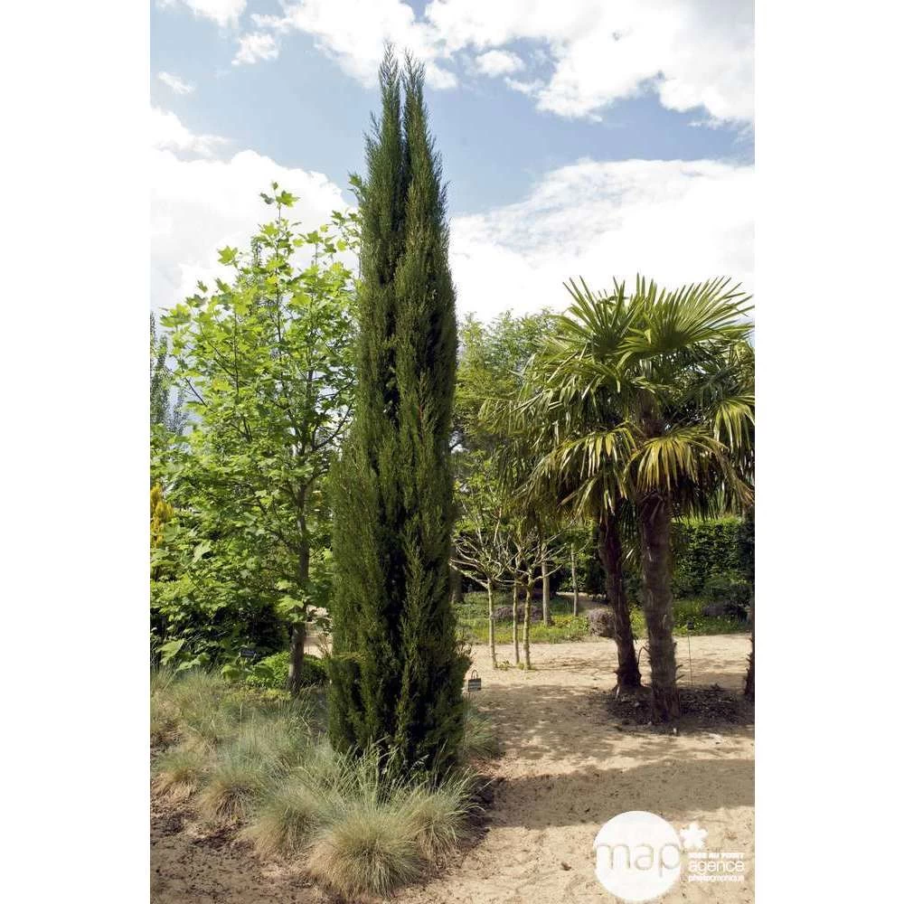 Cupressus Sempervirens Stricta : H. 250/300 Cm â Image 3