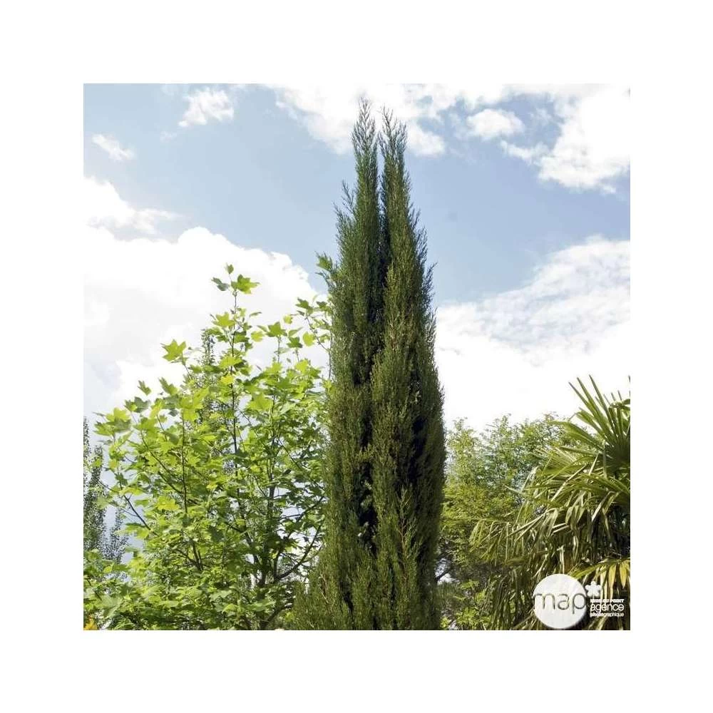 Cupressus Sempervirens Stricta : H. 250/300 Cm â Image 2