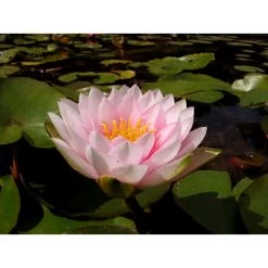 Nymphaea 'darwin'