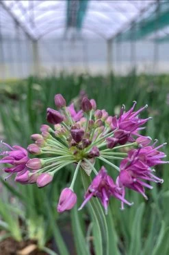 Allium 'lavender Bubbles' - 3l