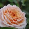 Rosier 'grande Duchesse Louise' ? - 4l